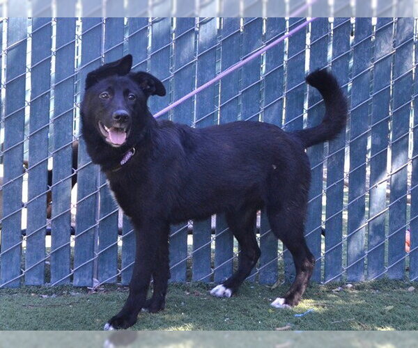 Medium Photo #2 Shepradors Puppy For Sale in Oroville, CA, USA