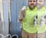 Small Photo #18 Pembroke Welsh Corgi Puppy For Sale in MILTON, WI, USA