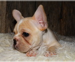 Small Photo #13 French Bulldog Puppy For Sale in VERONA, MO, USA