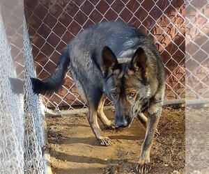 German Shepherd Dog Puppy for sale in STATESVILLE, NC, USA