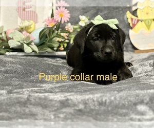 Labrador Retriever Puppy for sale in INVERNESS, FL, USA