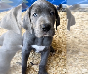 Great Dane Puppy for sale in PINNACLE, NC, USA