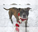 Small Photo #8 Bullboxer Pit Puppy For Sale in New York, NY, USA