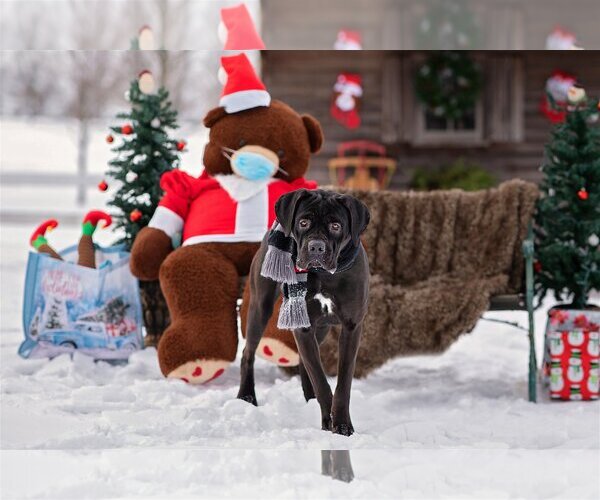 Medium Photo #5 Mutt Puppy For Sale in Landenberg, PA, USA