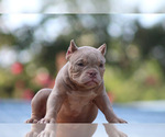 Puppy Spark plug American Bully