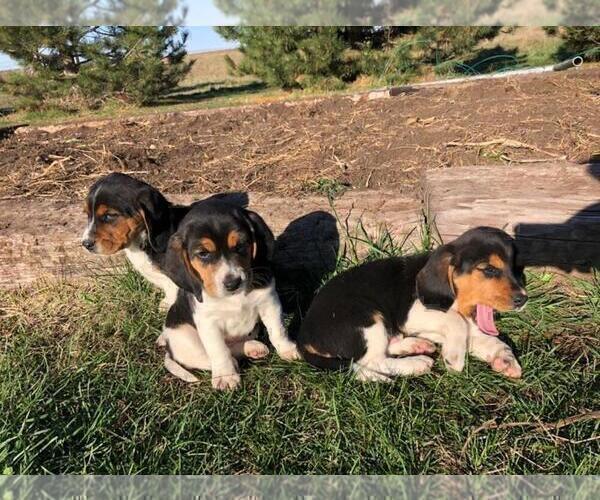 Medium Photo #2 Beagle Puppy For Sale in DURHAM, KS, USA