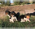 Small Photo #2 Beagle Puppy For Sale in DURHAM, KS, USA