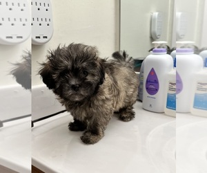 Shih-Poo Puppy for sale in TOWSON, MD, USA