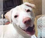 Small #6 Labrador Retriever Mix