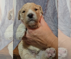 Bernedoodle (Miniature) Puppy for sale in NEWARK, OH, USA