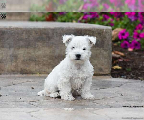 Medium Photo #2 West Highland White Terrier Puppy For Sale in MILLERSBURG, PA, USA
