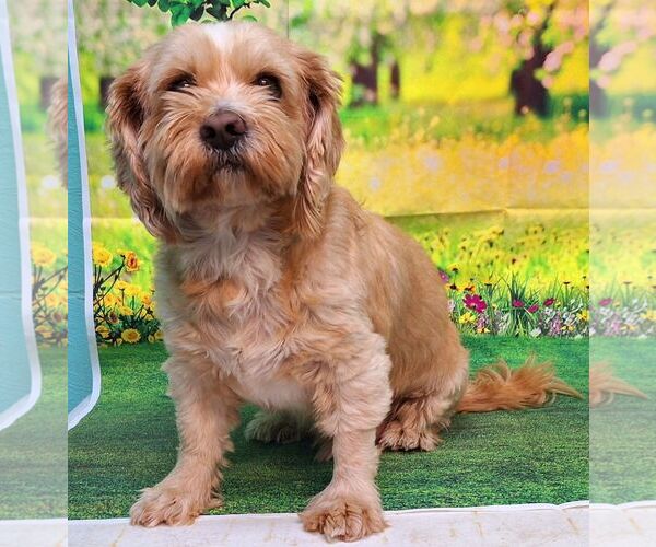 Medium Photo #4 ShiChi Puppy For Sale in Wetumpka, AL, USA
