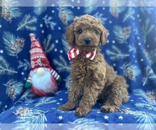 Medium Photo #1 Cock-A-Poo Puppy For Sale in LAKELAND, FL, USA