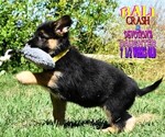 Small Photo #15 German Shepherd Dog Puppy For Sale in MURRIETA, CA, USA