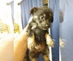 Small Photo #7 Poodle (Toy)-Schnauzer (Miniature) Mix Puppy For Sale in CULLMAN, AL, USA