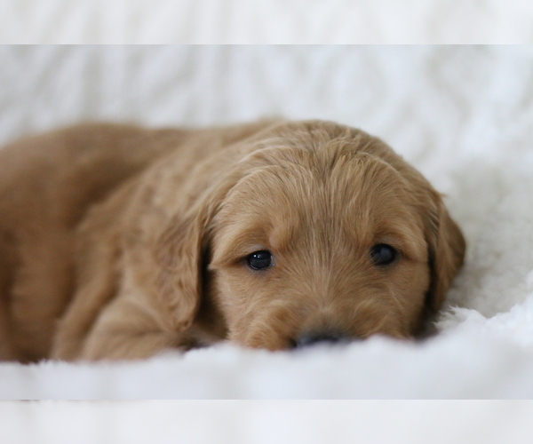 Medium Photo #1 Golden Retriever Puppy For Sale in DERBY, KS, USA