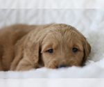 Small Photo #1 Golden Retriever Puppy For Sale in DERBY, KS, USA