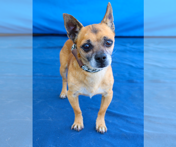 Medium Photo #1 Chihuahua Puppy For Sale in Pasadena, CA, USA