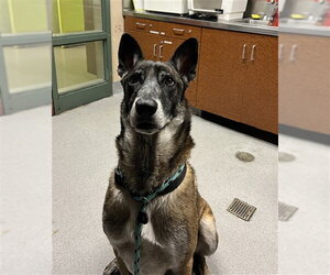 Mutt Dogs for adoption in Rancho Cucamonga, CA, USA