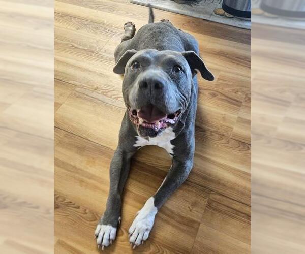 Medium Photo #3 Mutt Puppy For Sale in Sacramento, CA, USA