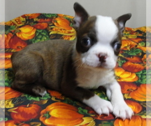 Boston Terrier Puppy for sale in CRKD RVR RNCH, OR, USA