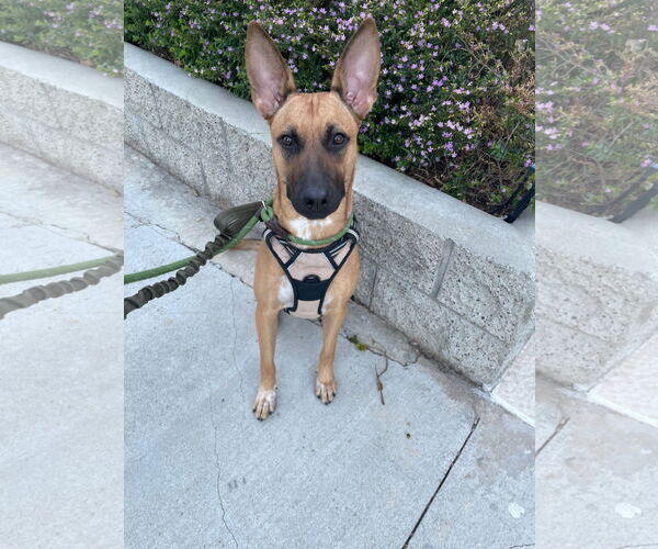 Medium Photo #20 Mutt Puppy For Sale in Los Angeles, CA, USA