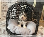 Small Photo #56 Siberian Husky Puppy For Sale in KANSAS CITY, MO, USA