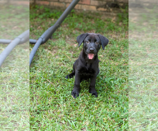Medium Photo #5 Shepradors Puppy For Sale in Oakhurst, NJ, USA