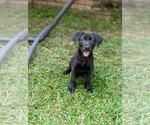 Small #4 Shepradors