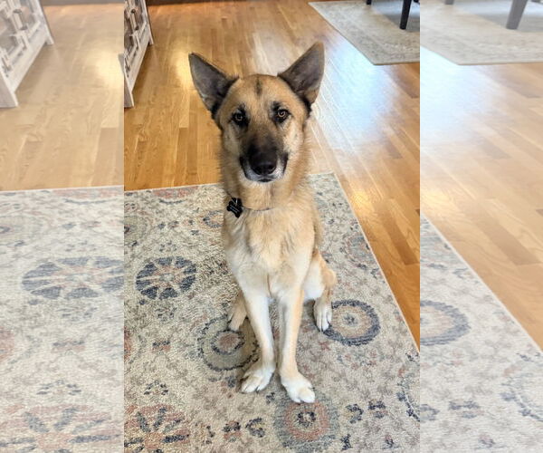 Medium Photo #2 German Shepherd Dog-Unknown Mix Puppy For Sale in Rockaway, NJ, USA