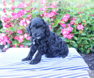Cocker Spaniel-Poodle (Miniature) Mix Puppy for sale in SHILOH, OH, USA