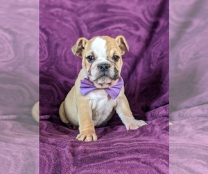 English Bulldog Puppy for sale in COCHRANVILLE, PA, USA