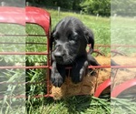 Image preview for Ad Listing. Nickname: AKC Ready to Go