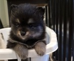 Small Photo #6 Pomeranian Puppy For Sale in MENIFEE, CA, USA