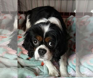 Cavalier King Charles Spaniel Dogs for adoption in Sioux Falls, SD, USA