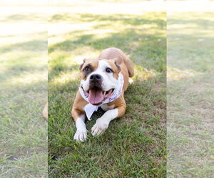 Shireen - Female Mutt Dog for Adoption - Photo #27