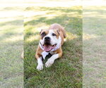 Small Photo #27 Mutt Puppy For Sale in Crete, IL, USA