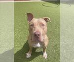 Small #1 American Pit Bull Terrier