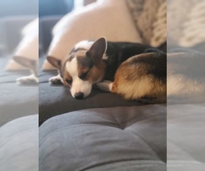 Mother of the Morkie-Pembroke Welsh Corgi Mix puppies born on 05/21/2026