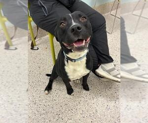 Mutt Dogs for adoption in Brighton, CO, USA