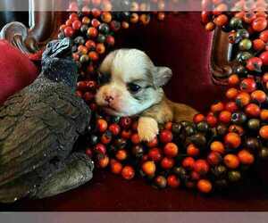 Chihuahua Puppy for sale in NEWVILLE, PA, USA