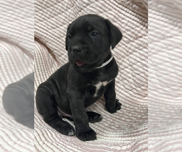 Medium Photo #2 Cane Corso Puppy For Sale in WAGONER, OK, USA