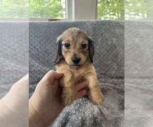 Dachshund Puppy for sale in MEMPHIS, TN, USA