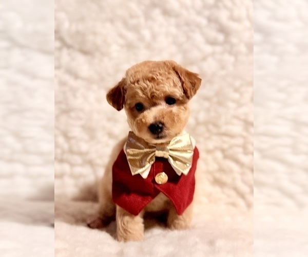 Medium Photo #1 Poodle (Toy) Puppy For Sale in REDLANDS, CA, USA
