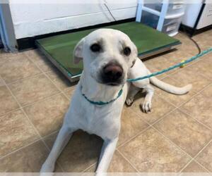 Labrador Retriever-Unknown Mix Dogs for adoption in Raleigh, NC, USA