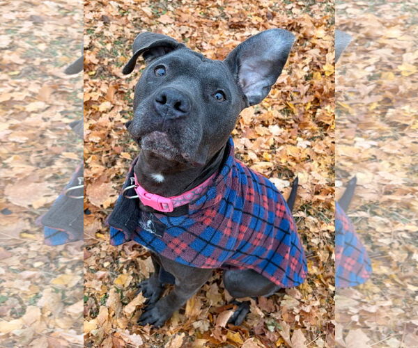 Medium Photo #2 American Pit Bull Terrier-Unknown Mix Puppy For Sale in Jefferson, WI, USA