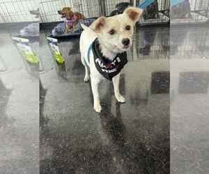 American Eskimo Dog-Unknown Mix Dogs for adoption in Rosenberg, TX, USA
