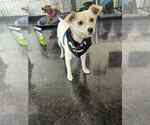 Small American Eskimo Dog Mix