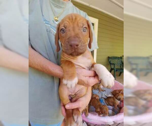 Medium Photo #7 Rhodesian Ridgeback Puppy For Sale in NEW SMYRNA, FL, USA