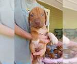Small Photo #7 Rhodesian Ridgeback Puppy For Sale in NEW SMYRNA, FL, USA